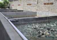 Cara Budidaya Ikan Patin di Kolam Beton